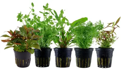 Produktbild von Pflanzen Set mit 5 Mittelgrund Topf Aquarium Wasserpflanzen AquaOne Nr.140