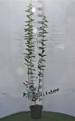 Obrázok produktu pre Lonicera tatarica - Zimolez 40- 60 cm - Kontajner