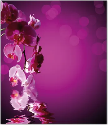 Produktbild von Wallario Herdabdeckplatte aus Glas, Größe 52 x 60 cm 1-teilig, Motiv Rosafarbene Orchidee  Blüten in pink