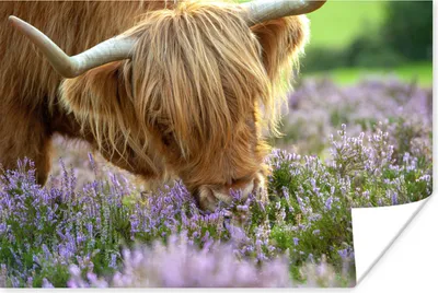 Produktbild von MuchoWow® Poster Schottischer Highlander - Blumen - Kuhkopf 180x120 cm - Fotoplakat