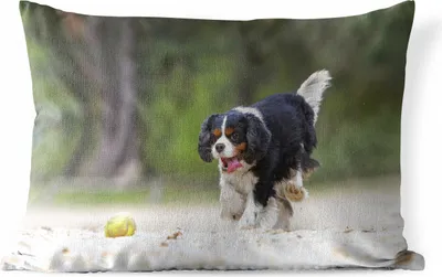 Produktbild von MuchoWow® Outdoor Kissen - Ein Cavalier King Charles Spaniel spielt mit einem Tennisball - 50x30 cm - Wetterfest - Lounge Kissen - Sofa kissen - Wohnzimmer Dekoration