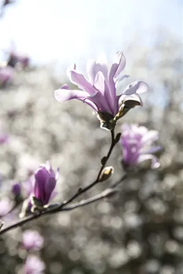 Produktbild von Magnolia loebneri 'Leonard Messel', Magnolie, rosa Blüten, 40–60 cm