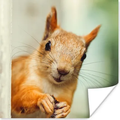 Produktbild von MuchoWow® Poster Eichhörnchen - Lustig - Nuss - Kinder - Jungen - Mädchen - Kind 75x75 cm - Wand Dekoration