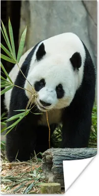 Produktbild von MuchoWow® Poster Panda - Baumstamm - Höhle 75x150 cm - Dekoration für die Wände