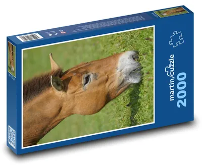 Obrázek produktu pro Puzzle 2000 Kůň spásající trávu - martinpuzzle