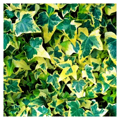 Produktbild von Hedera Goldchild Kletterpflanze Immergrüner Strauch Sommergarten | 15-30cm (inkl. Topf)