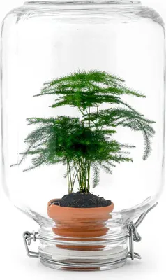 Produktbild von Flaschengarten Terrarium Easyplant Spargel Lebende Zimmerpflanze im Einmachglas