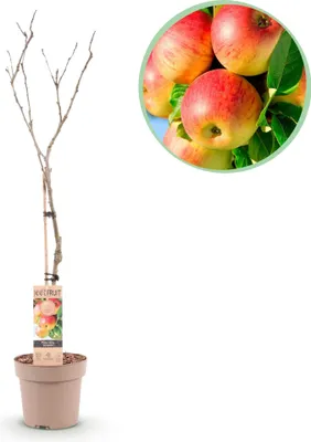 Produktbild von Green boutiQ - Obstbaum - Malus domestica Jonagold - Apfelbaum - Winterhart - Gelb-Grüner Apfel - 1 Pflanze - Topf 21cm - Höhe 90cm