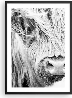 Produktbild von Gerahmtes Poster - Schwarzer Rahmen - Kuh Scotch Tier - 50x70 cm - Wand Bild - Wanddeko - Wandbilder - Kunstposter - Wandposter - Bilderrahmen - Bilder - Kunstdruck - Wanddekoration - P2BPA50x70-5129
