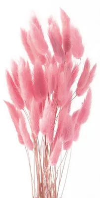 Pampasgras-Deko 50 Stk. rosa getrocknete Blumen für Vase
