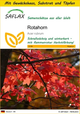 Produktbild von SAFLAX Anzucht Set - Rotahorn - Acer rubrum - 20 Samen - Mit Mini-Gewächshaus, Anzuchtsubstrat und 2 Töpfen