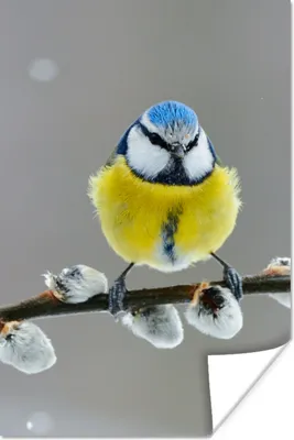 Produktbild von MuchoWow® Poster Blaumeise - Vogel - Zweig - Gelb - Blau 80x120 cm - Papierdruck