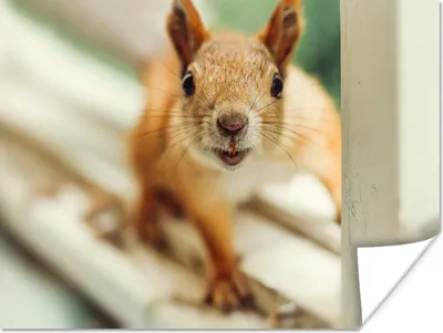 Produktbild von MuchoWow® Poster Eichhörnchen - Fenster - Tiere 40x30 cm - Plakate für die Wände - Poster Wohnzimmer