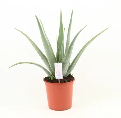 Produktbild von Aloe Vera - 60-70cm - Ø24cm - Zimmerpflanze - Immergrün - Kakteen und Sukkulenten