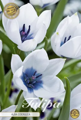 Artikelbild 2 von 'Tulpe Alba Coerulea (5 Stück)' aus der Kategorie Tulpenzwiebeln