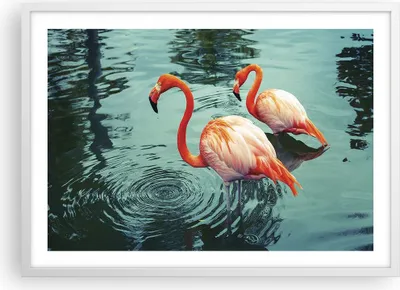 Produktbild von Gerahmtes Poster - Weißer Rahmen - Rosa Flamingos Wasser - 70x50 cm - Wand Bild - Wanddeko - Wandbilder - Kunstposter - Wandposter - Bilderrahmen - Bilder - Kunstdruck - Wandbild - P2WAA70x50-4203