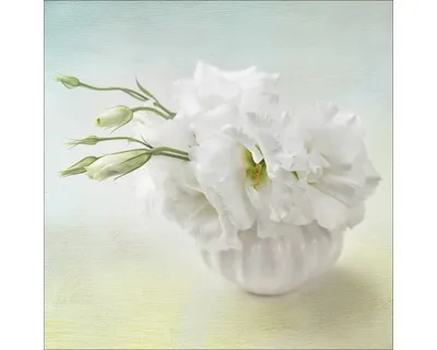 Produktbild von Glasbild Sweet Peony I 50x50 cm