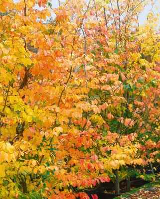 Produktbild von Parrotia persica, Eisenholzbaum, 40–60 cm, leuchtend rote Herbstfärbung