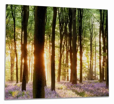 Produktbild von Wallario Herdabdeckplatte aus Glas, Größe 60 x 52 cm 1-teilig, Motiv Blaue Hasenglöckchen im Wald mit Sonnenstrahlen