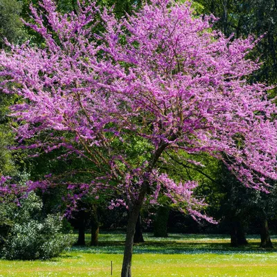 A blooming tree with pink and purple flowers in a park setting with green grass and trees in the background.