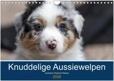 Produktbild von Australian Shepherd Welpen 2026 (Wandkalender 2026 DIN A4 quer), CALVENDO Monatskalender