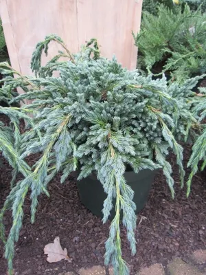 Produktbild von Juniperus squamata Blue Spider - Wacholder Blue Spider 25-30
