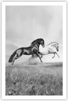 Produktbild von Poster - Poster ohne Rahmen - Pferde Tiere Galopp Wiese - 61x91,5 cm - Wand Bild - Wanddeko - Wandbilder - Kunstposter - Wandposter - Bilder - Kunstdruck - Wanddekoration - Wandbild - P2XPA61x91-2683