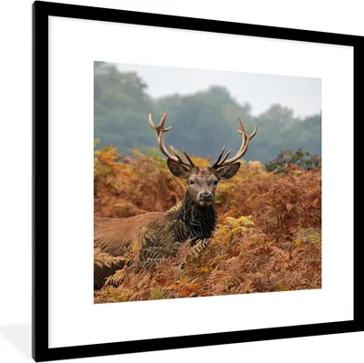 Produktbild von MuchoWow® MuchoWow® Gerahmtes Poster Hirsch - Baum - Herbst 40x40 cm - Poster mit zchwarzem Bilderrahmen - Poster - Plakat im Rahmen