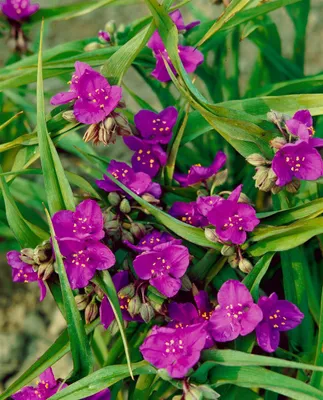 Produktbild von Dreimasterblume Valour, im Topf - Tradescantia x anders.