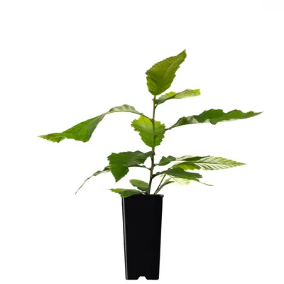 Produktbild von Edelkastanien Pflanze, Früchte tragend, im 2 Liter Topf, ca. 30 cm hoch