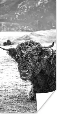 Produktbild von MuchoWow® Poster Schottischer Highlander - Berg - Tiere 60x120 cm - Wandschmuck