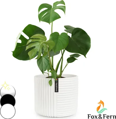 Image de Fox & Fern Pot de fleurs avec bouchon, grand pot de fleurs pour intérieur/extérieur, pot de fleurs résistant aux UV et au gel, pots de fleurs en polystone blanc, pot de fleurs de 24,5 cm de diamètre, grand pot pour plantes d'intérieur