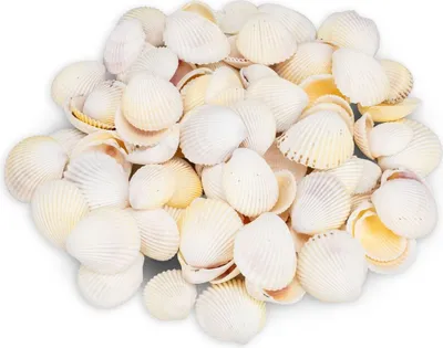Produktbild von Cardium flavus, 0,5kg, ca. 3-5cm, ca. 90-100 Stk. | Muschel-Cockles