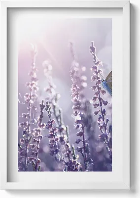 Produktbild von Schmetterling auf Wildblumen– Wandbild mit Rahmen – Gerahmtes Bild  – Wanddekoration – 40x60 cm – Weiß