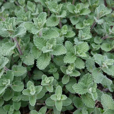 Obrázek produktu pro Nepeta faassenii (kocicí máta) - 6 rostlin, prumer 9cm, výška 10 - 25cm