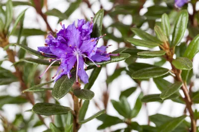 Produktbild von Rhododendron impeditum 'Azurika', Zwerg-Rhododendron, violettblau, 15–20 cm