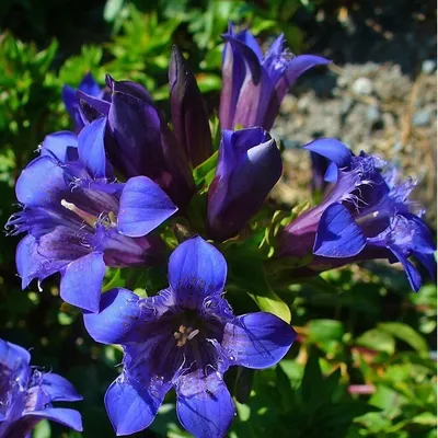 Image de 6 plants de gentiane du Caucase (Gentiana septemfida lagodechiana) | Pot de 9x9 cm