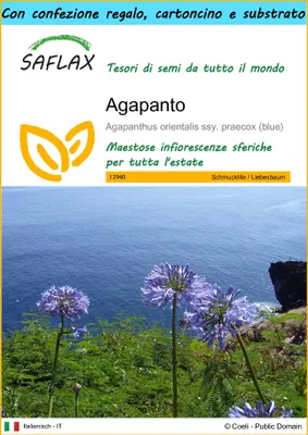 Immagine prodotto di SAFLAX Set regalo - Agapanto - 50 semi - Agapanthus
