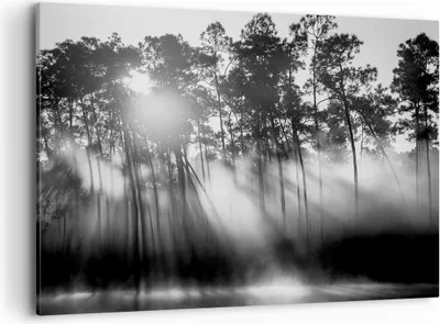 Produktbild von Bild auf Leinwand - Leinwandbild - Einteilig - Wald Kiefer Sonne - 100x70cm - Wand Bild - Wanddeko - Wandbilder - Leinwanddruck - Bilder - Wanddekoration - Leinwand bilder - Wandbild - AA100x70-4829