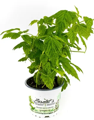 Produktbild von Enseleits FRUCHTIGE HIMBEERE, RUBUS IDAEUS LITTLE SWEET SISTER