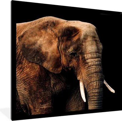 Produktbild von MuchoWow® MuchoWow® Gerahmtes Poster Elefant - Tiere - Braun 40x40 cm - Poster mit zchwarzem Bilderrahmen - Mit Rahmen - Wanddekoration Schlafzimmer