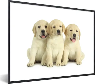Produktbild von MuchoWow® MuchoWow® Gerahmtes Poster Bezaubernde Labrador Retriever Welpen 40x30 cm - Poster mit zchwarzem Bilderrahmen - Kunstposter - Wanddekorationen