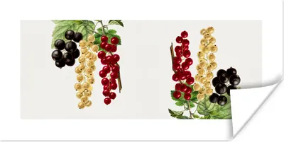 Produktbild von MuchoWow® Poster Trauben - Beeren - Lebensmittel 80x40 cm - Wanddeko