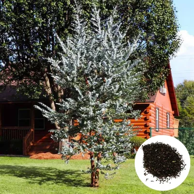 Zdjęcie produktu dla Nasiona Eucalyptus Pulverulenta - 10 nasion - Egzotyczny - Eukaliptus srebrnolistny