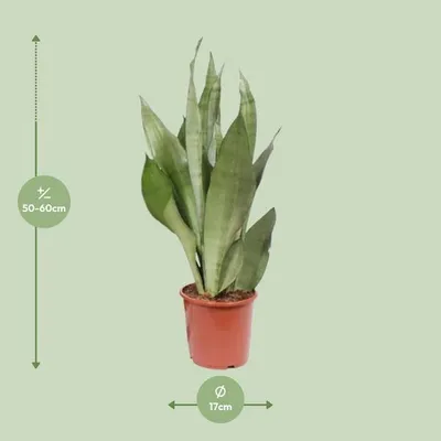 Image de Sansevieria Moonshine (langue de belle-mère) 60cm x 17cm, plante d'intérieur