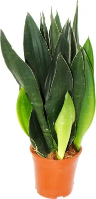 Obrázok produktu pre Sansevieria trifasciata Black Diamond ?ierne konope solitérna rastlina v 17cm kvetiná?i vysoká približne 50 cm