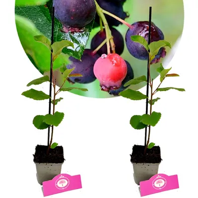Obrázok produktu pre Sada 2 ríbezlí - "Prince William" - Amelanchier - výška 30 cm - 9 cm kvetináč