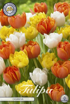 Artikelbild 2 von 'Tulpe Casanova (10 Stück)' aus der Kategorie Tulpenzwiebeln