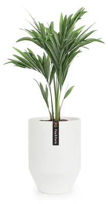 Produktbild von Fox & Fern Blumentopf mit Stopfen, Blumentopf Gross für Innen/Außen, Übertopf UV- & Frostbeständig, Polystone-Blumentöpfe Weiß, Blumentopf 25 cm Durchmesser, Großer Pflanzentopf für Zimmerpflanzen