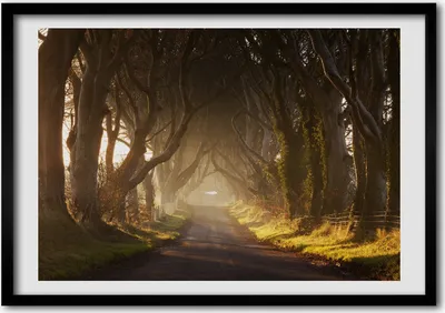 Produktbild von Bild - Bilderrahmen - 100 cm x 70 cm - MDF - Rahmen - Foto - Wandkunst Nebel im Wald